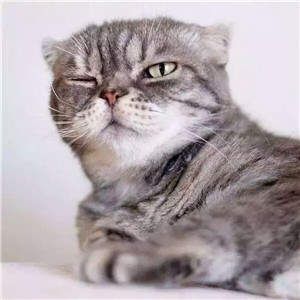 抖音社会猫图片大全高清下载 v1.0