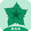 薄荷转app下载手机版