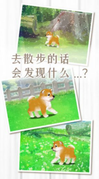 养育柴犬的治愈游戏手机安卓版 v1.0 screenshot 4