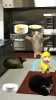 Banana Series Cat Meme apk download v0.6 screenshot 4
