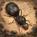 The Ants Underground Kingdom Mod Apk Unlimited Money and Gems 2024  3.32.0