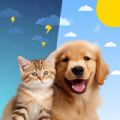 Weather Dog Check Temperature mod apk premium unlocked