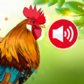 Animal Ringtones Bird Sounds mod apk unlocked everything