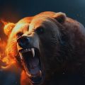 Angry bear apk for Android Download