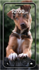 Puppy Wallpaper 4K Live app free download v1.0 screenshot 3