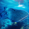 The Whale Shark apk Download for Android