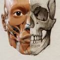 3D Anatomy for the Artist App for Android Download