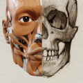 3D Anatomy for the Artist mod apk premium unlocked latest version