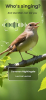 BirdID Sound Bird Identifier app download for android v1.0.0 screenshot 4