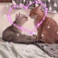 Couple Cat Matching Wallpaper app download for android