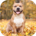 Pitbull Dog Wallpaper 4K Apk Latest Version