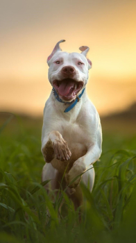 Pitbull Dog Wallpaper 4K Apk Latest Version v1.01 screenshot 1