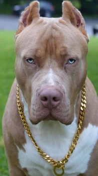 Pitbull Dog Wallpaper 4K Apk Latest Version v1.01 screenshot 2