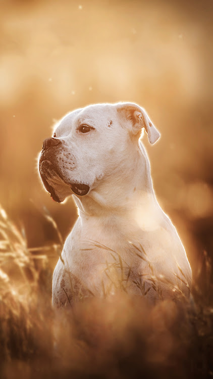 Pitbull Dog Wallpaper 4K Apk Latest Version