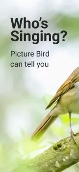 Picture Bird - Bird Identifier MOD APK (Unlocked, Premium) v2.9.28 screenshot 1