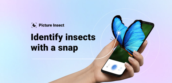 Picture Insect: Bug Identifier