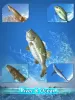 Fishing Season :River To Ocean MOD APK (High Damage, Mod speed) v1.12.13 screenshot 11