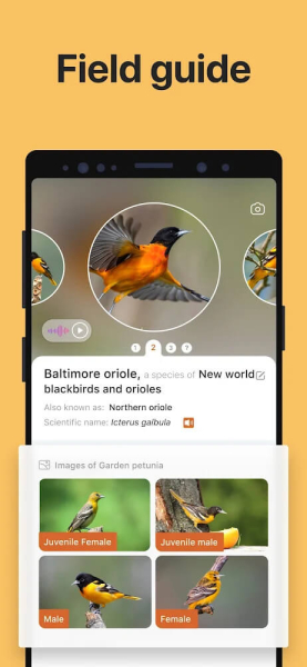 Picture Bird - Bird Identifier